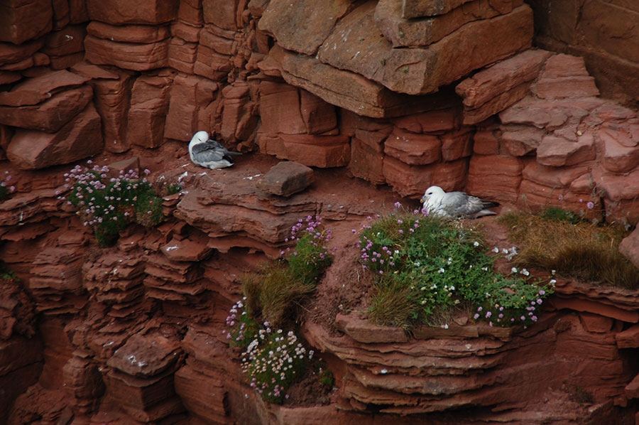 The Old Man of Hoy - Torvagando for Nepal