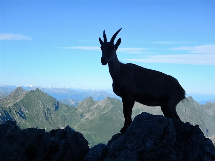 Pizzo d'Andolla, Marco Bagliani, Pierluigi Maschietto, Giovanni Pagnoncelli, Edoardo Polo, Marcello Sanguineti