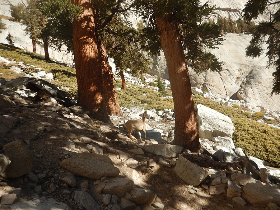 John Muir Trail, trekking USA