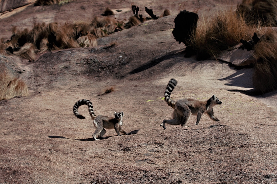 Tsaranoro, Madagascar, Matteo de Zaiacomo, Dimitri Anghileri, Marco Maggioni