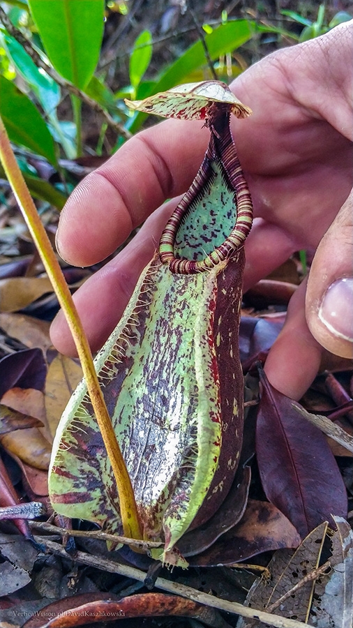 Isola di Tioman, Dragon Horns, Malesia