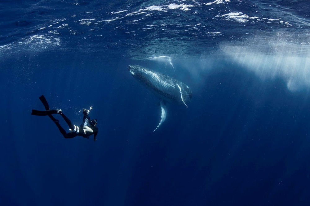 Swimming with Gentle Giants, Scott Portelli 