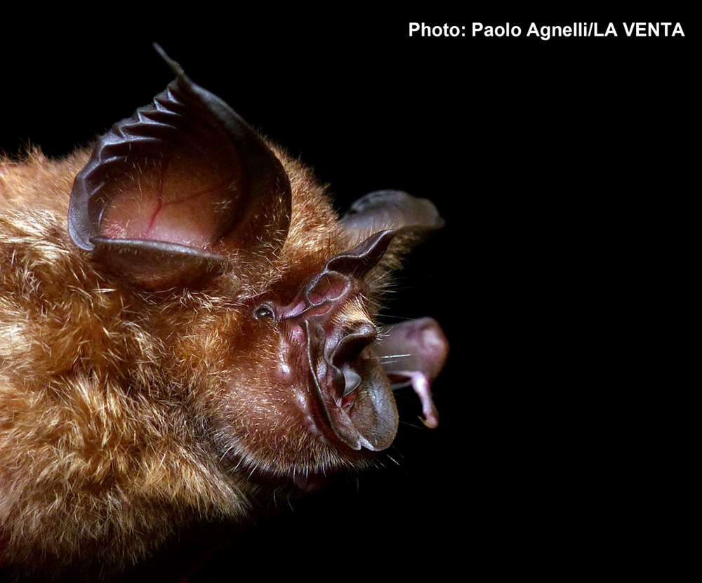 Pipistrelli ai tempi del Covid