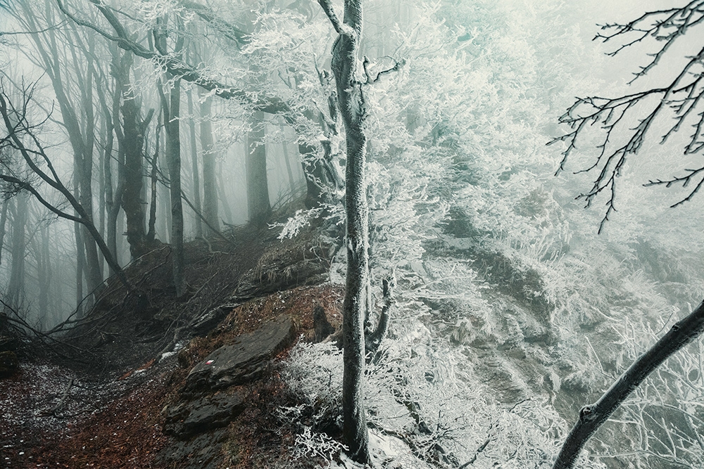 Foreste Casentinesi, Sentiero Italia, Gian Luca Gasca, Linea 7000