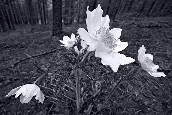 Parco naturale Orsiera Rocciavré