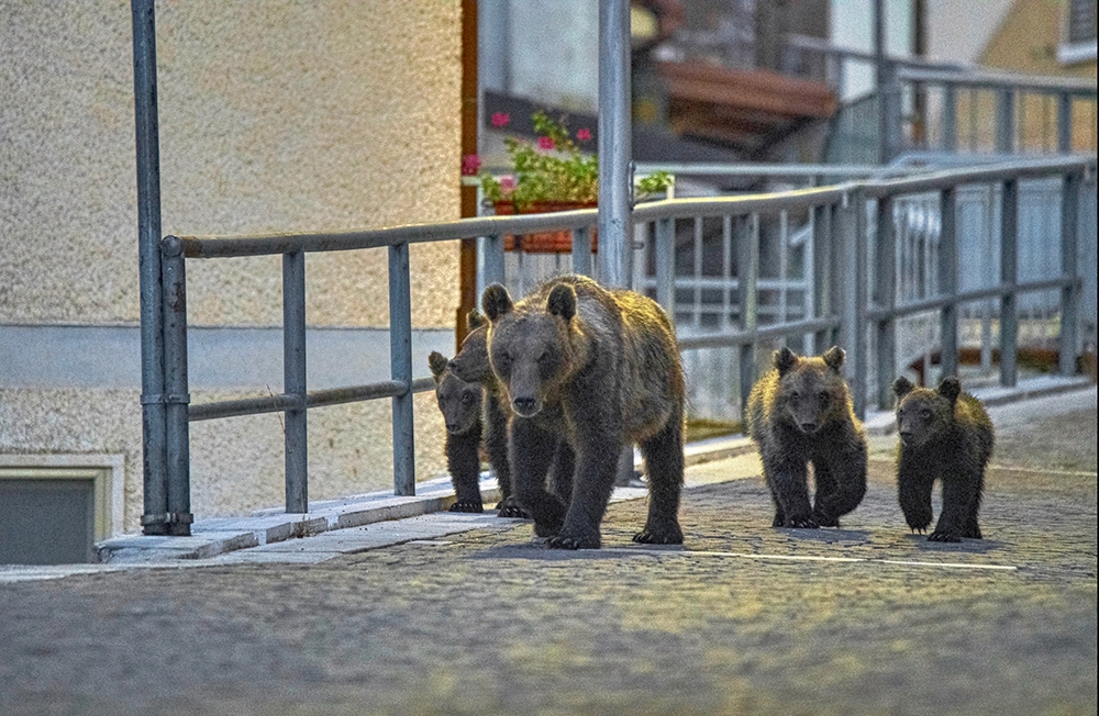 Il mio vicino è un orso, Mattia Cialoni