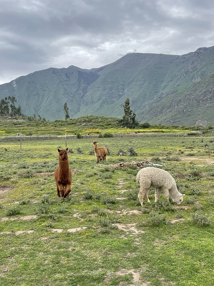 Colca Canyon, Peru