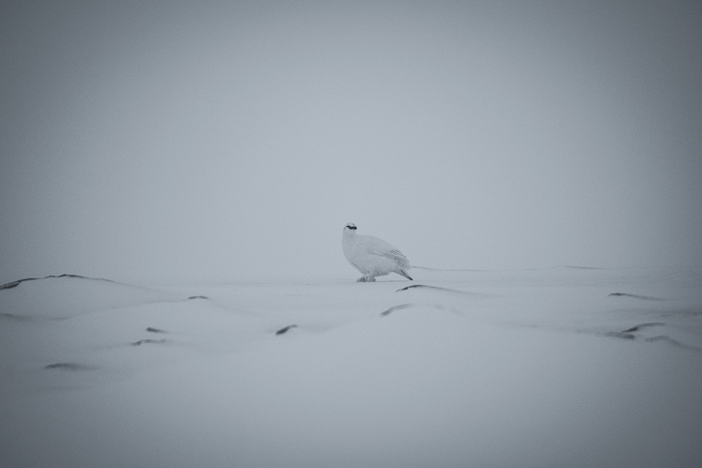 Iceland, Pietro Mercuriali, Marco Meda