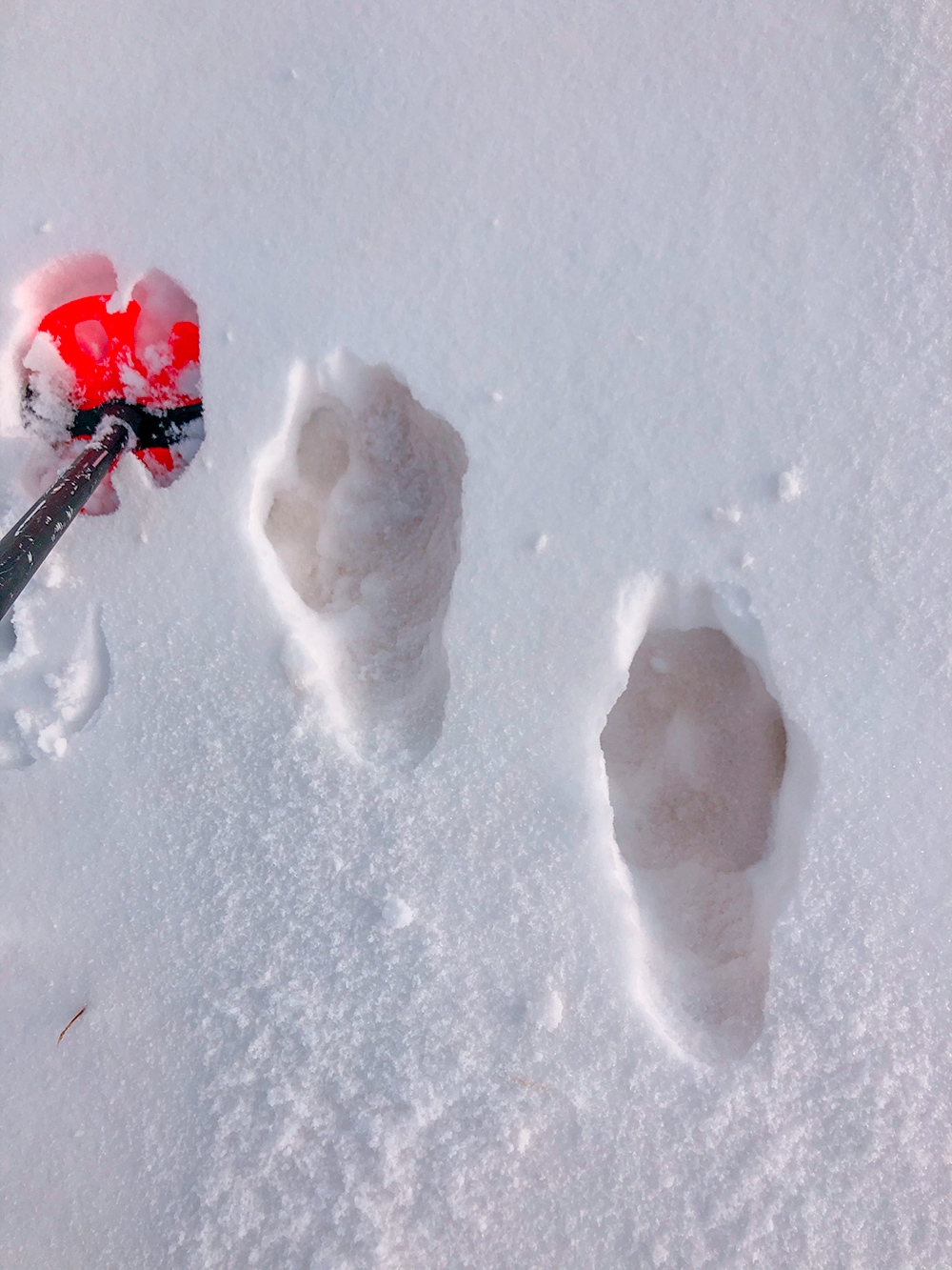 Ryan Colley, Swiss Alpine Traverse