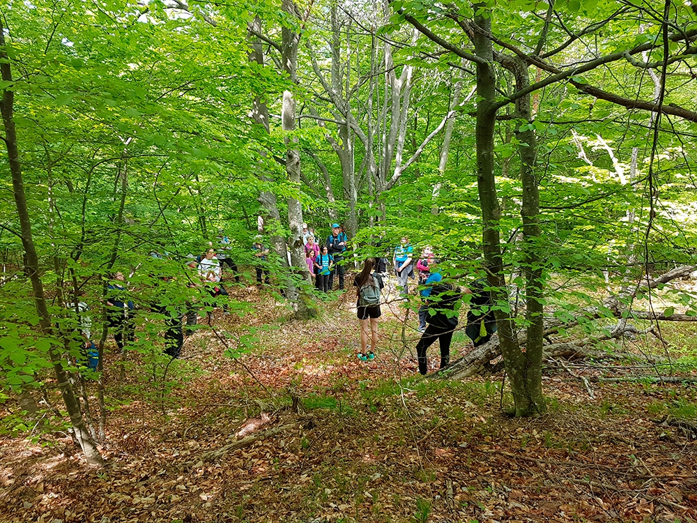 Terapia Forestale