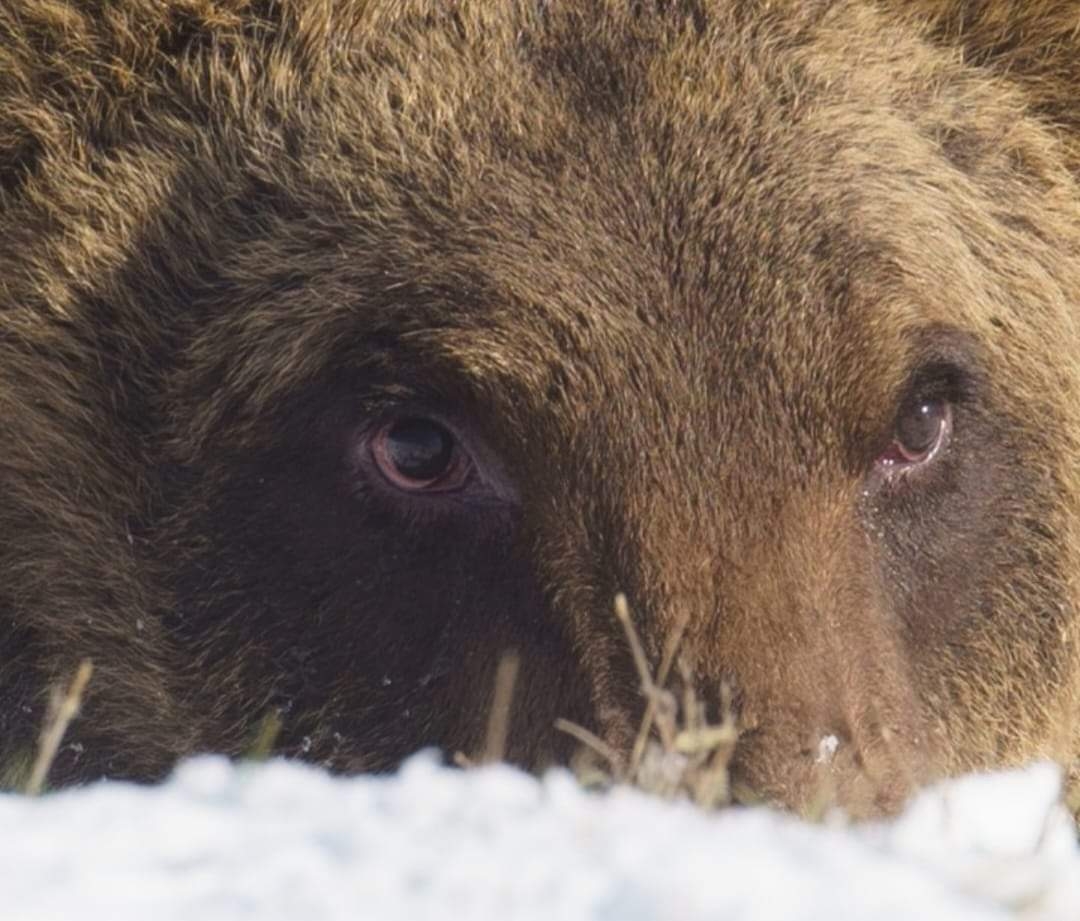 Orso Juan Carrito, Parco Nazionale d'Abruzzo Lazio e Molise