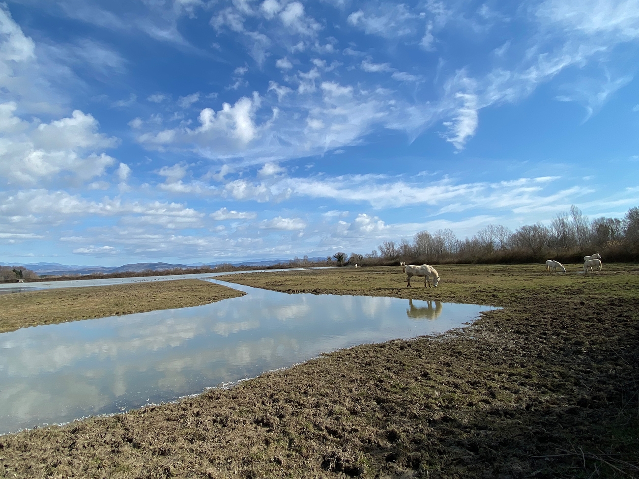 Isola della Cona