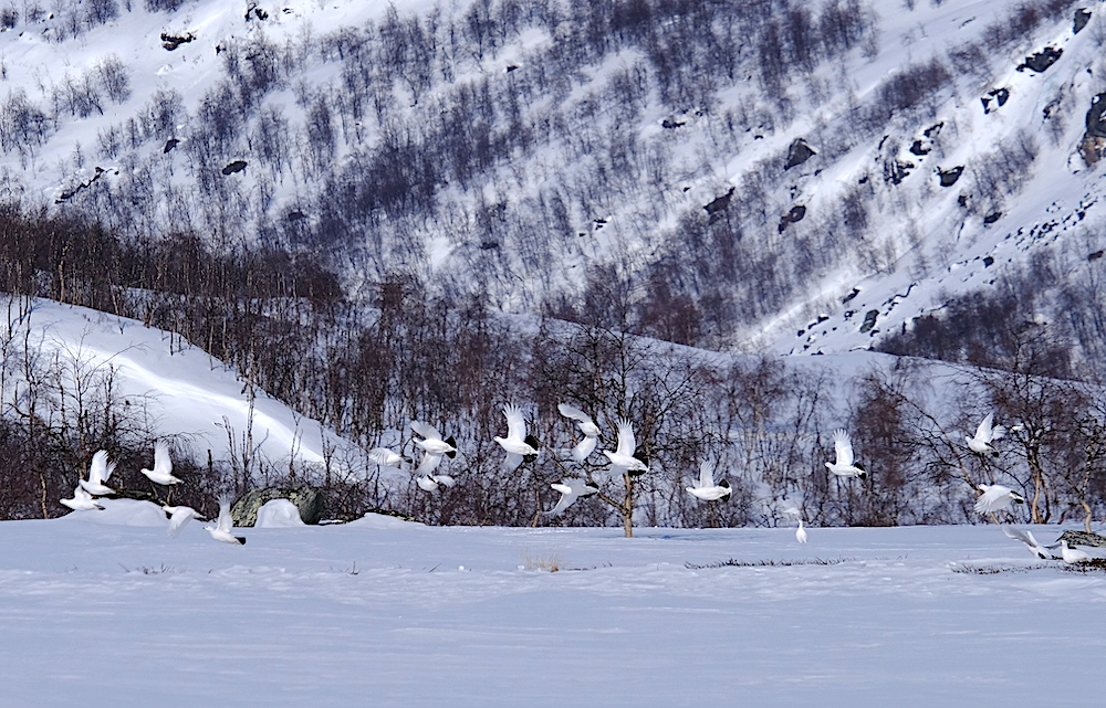 Sarek ski traverse, Arctic Circle