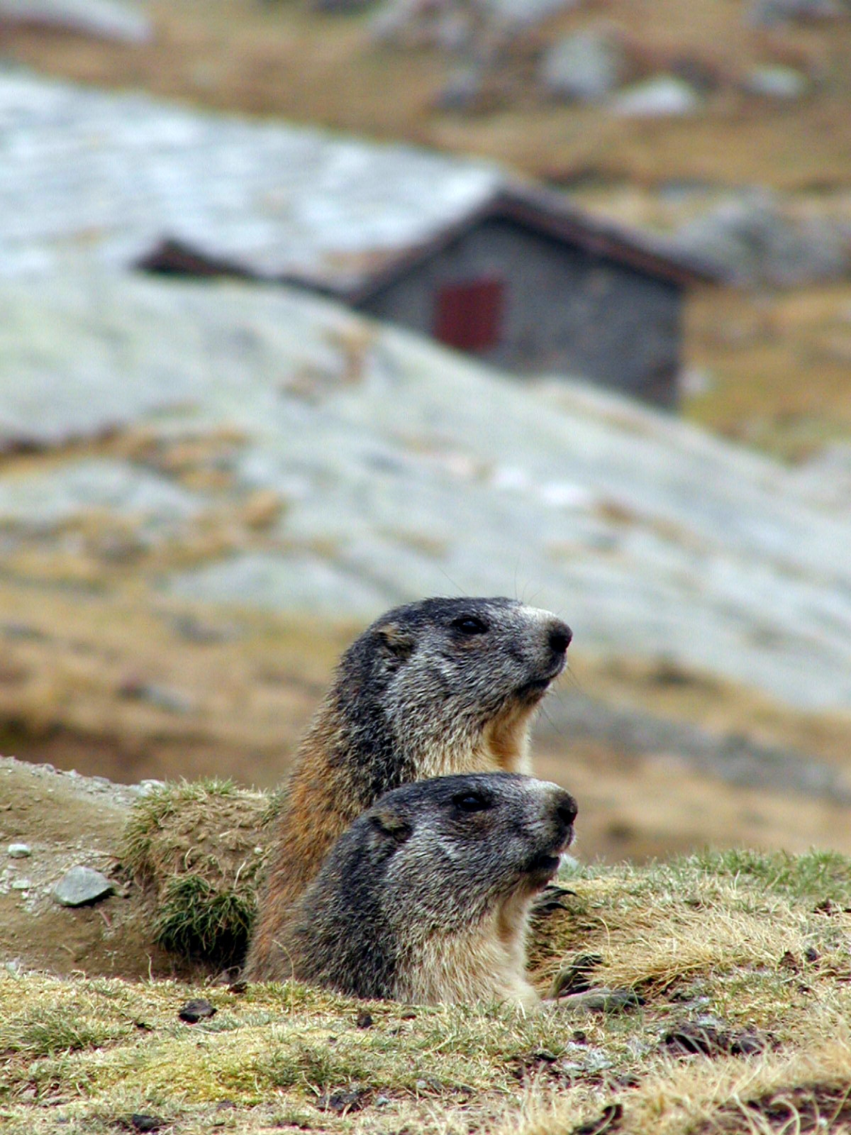 Gran Paradiso National Park