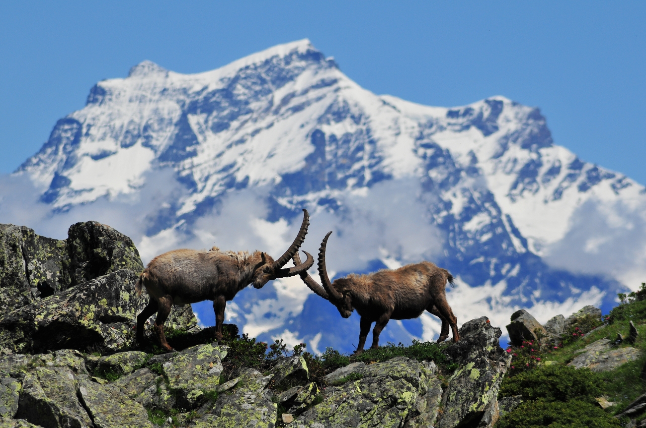 Gran Paradiso National Park