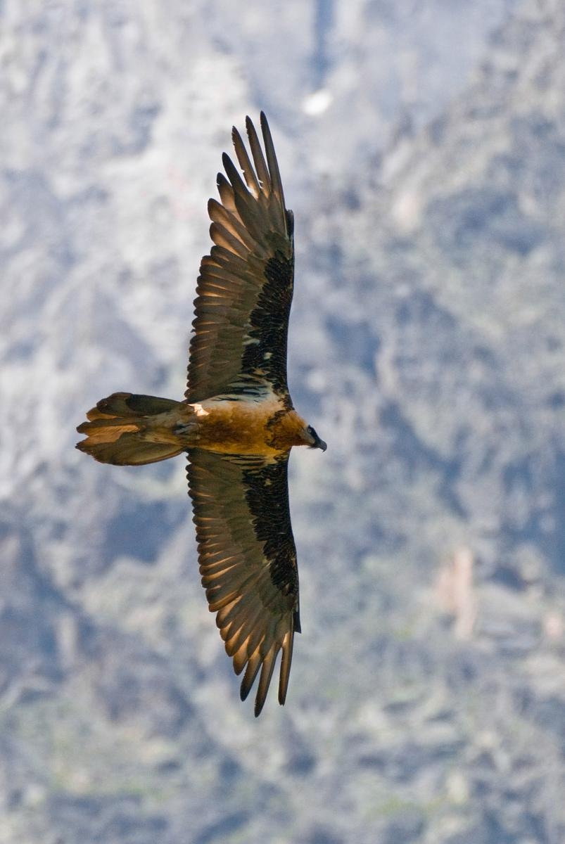 Gran Paradiso National Park