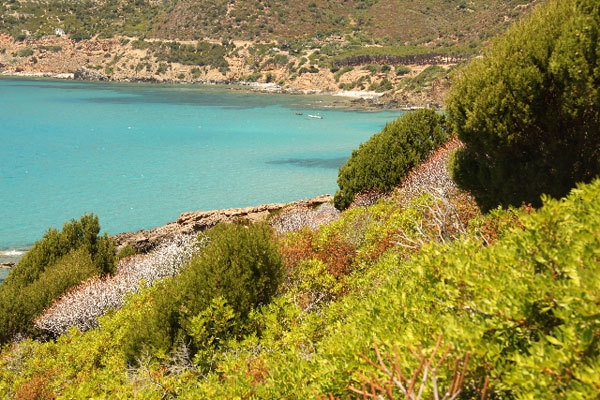 Accabadora - Gutturu Cardaxius - Sardegna