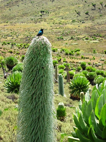 Mount Kenya, trekking e alpinismo in Africa