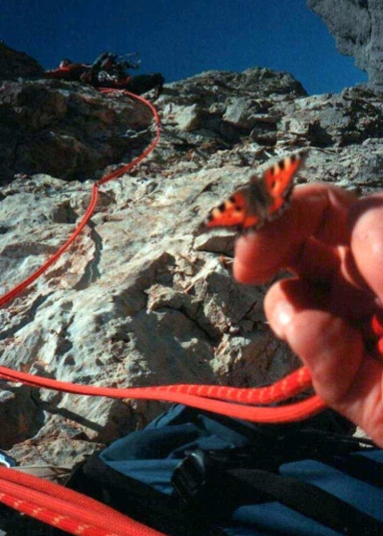 Le farfalle di Luca Monte Cridola