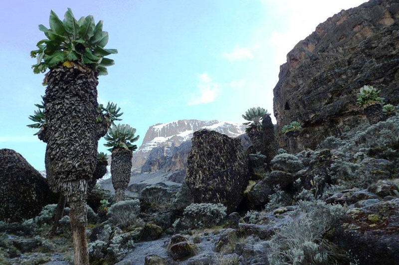 Kilimangiaro - Machame Route Kilimangiaro Uhuru Peak