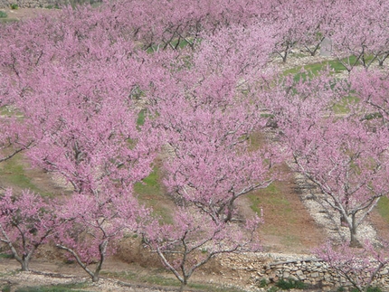 Margalef, Spain - Spring.