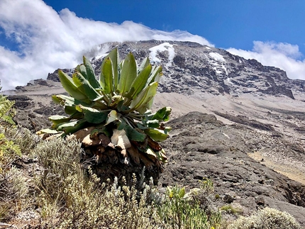 La salita del Kilimangiaro, con i suoi 5895 metri il monte più alto del continente africano,  lungo la via di salita Machame Route. Un'avventura di 10 giorni. - 