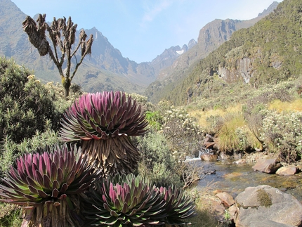 Rwenzori and Margherita Peak, the third highest mountain in Africa