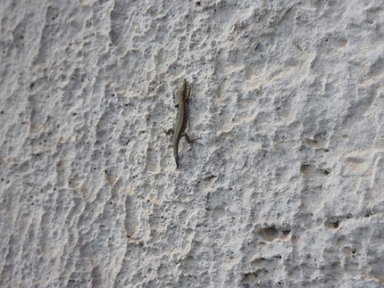 Tour arrampicata dal Lario alla Grigna - Lei non ha problemi sul verticale...