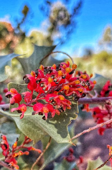 Australia - Grevillea