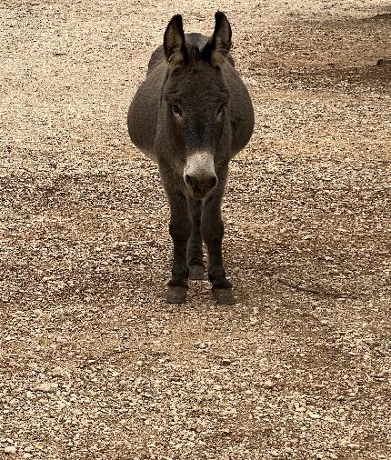 Sole Incantatore Aguglia di Goloritzé, Sardinia - Donkey at Su Porteddu