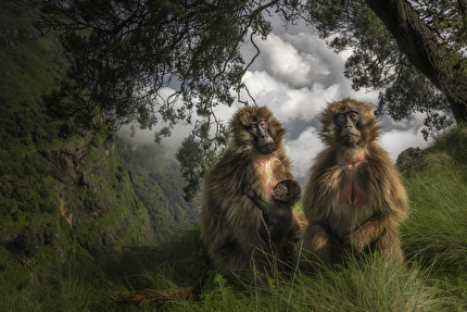 Wildlife Photographer of the Year 2023 - Wildlife Photographer of the Year 2023: Marco Gaiotti