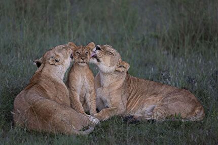 Wildlife Photographer of the Year 2023 - Wildlife Photographer of the Year 2023: Mark Boyd