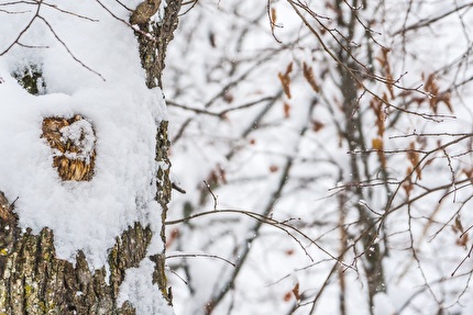 Fotografare il Parco XVII edizione - Mimetismo perfetto di Davide Glarey, 2° assoluto di Fotografare il Parco XVII edizione