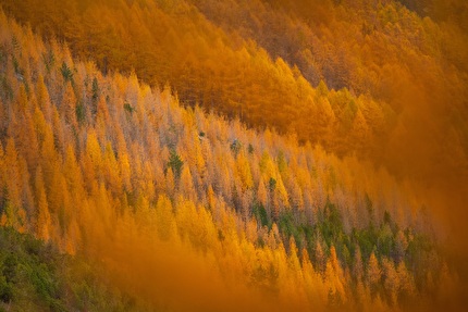 Fotografare il Parco XVII edizione - Fotografare il Parco XVII edizione, Paesaggi del Parco: Parco Nazionale dello Stelvio, Foliage nella Magnifica Terra di Stefano Malaguti