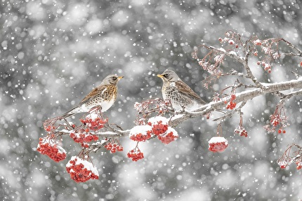 Fotografare il Parco XVII edizione - Fotografare il Parco XVII edizione, Fauna selvatica del Parco: Bacche, cesene e mille fiocchi di neve di Massimiliano Manuel Paolino