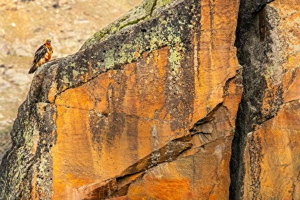 Fotografare il Parco XVII edizione - Fotografare il Parco XVII edizione, Fauna selvatica del Parco: Io sono la montagna - Giacomo Crudo