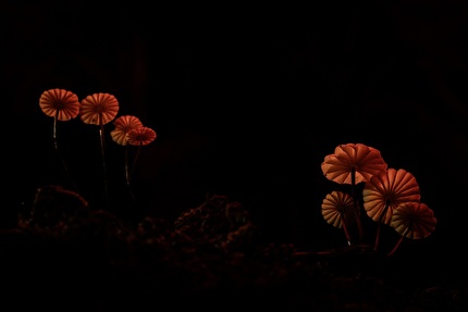 Fotografare il Parco XVII edizione - Fotografare il Parco XVII edizione, Mondo vegetale del Parco: Lanterne Rosse - Fabio Sartori