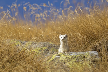 Fotografare il Parco XVII edizione - Fotografare il Parco XVII edizione, crisi ecologico-ambientali: Ermellino - Giovanna Rossi