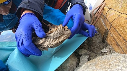 Mummia di Marmotta del Lyskamm - Il recupero in quota della piccola mummia di marmotta del Lyskamm