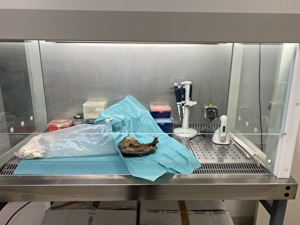 Mummia di Marmotta del Lyskamm - La mummia di Marmotta del Lyskamm nel laboratorio