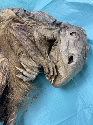 Mummia di Marmotta del Lyskamm - Mummia di Marmotta del Lyskamm: 