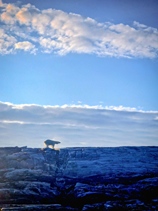 Odissea Borealis, Greenland, Matteo Della Bordella, Alex Gammeter, Silvan Schüpbach, Symon Welfringer - A polar bear seen during the first ascent of 'Odissea Borealis' on the NW Face of Drøneren in Greenland (Matteo Della Bordella, Alex Gammeter, Silvan Schüpbach, Symon Welfringer, summer 2024)