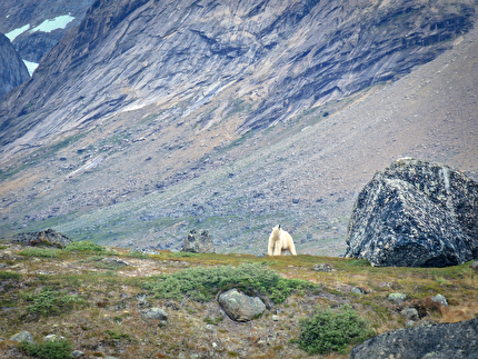 Odissea Borealis, Greenland, Matteo Della Bordella, Alex Gammeter, Silvan Schüpbach, Symon Welfringer - A polar bear seen during the first ascent of 'Odissea Borealis' on the NW Face of Drøneren in Greenland (Matteo Della Bordella, Alex Gammeter, Silvan Schüpbach, Symon Welfringer, summer 2024)