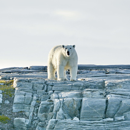 Odissea Borealis, Greenland, Matteo Della Bordella, Alex Gammeter, Silvan Schüpbach, Symon Welfringer - A polar bear seen during the first ascent of 'Odissea Borealis' on the NW Face of Drøneren in Greenland (Matteo Della Bordella, Alex Gammeter, Silvan Schüpbach, Symon Welfringer, summer 2024)
