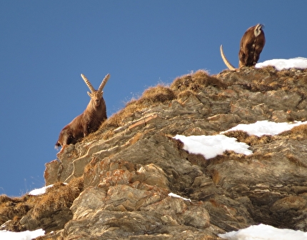 Censimento invernale dello stambecco nel Parco del Monviso, 260 animali contati