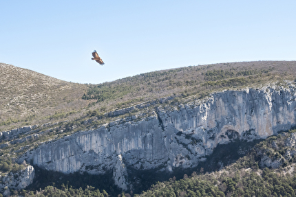 Verdon, Mingus, Claudio Martoglio - 'Mingus' nel Verdon: un grifone del Verdon cattura la nostra attenzione