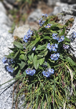 Capanna di Sciora, Val Bondasca - Sul sentiero che porta alla Capanna Sciora in Val Bondasca, estate 2025