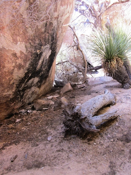 Climbing violations at Joshua Tree