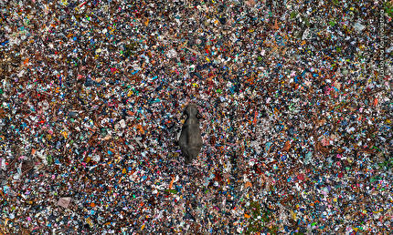 Wildlife Photographer of the Year 2025 reveals selection of highly commended images