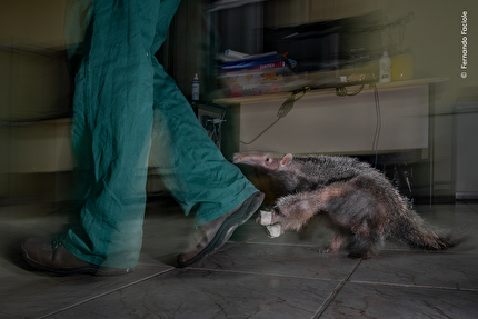 Wildlife Photographer of the Year 2025 - Orphan of the Road by Fernando Faciole, Brazil. Highly Commended, Photojournalism Impact Award Winner 2025
